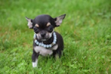 Chihuahua (reu) 54013