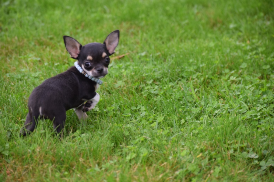 Chihuahua (reu) 54013