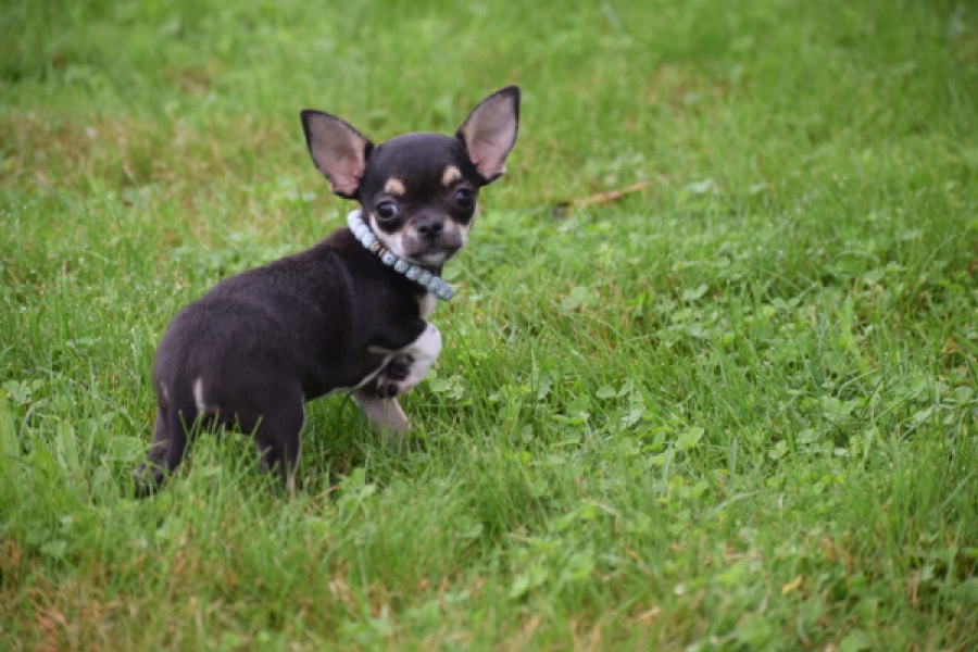 Chihuahua (reu) 54013