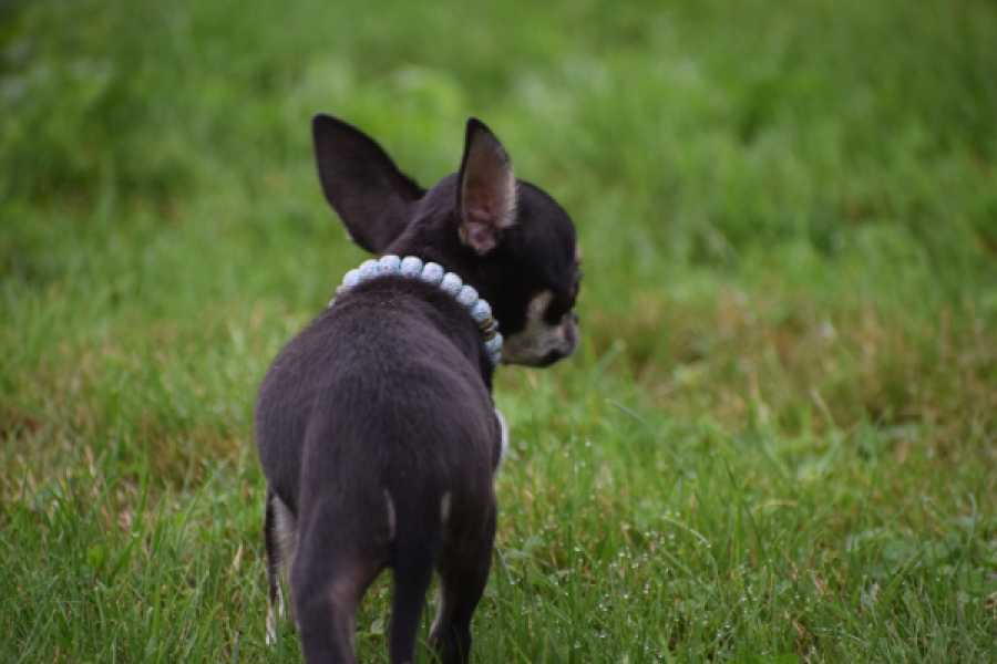 Chihuahua (reu) 54013