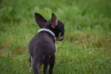 Chihuahua (reu) 54013