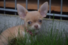 Chihuahua (teef) 54025