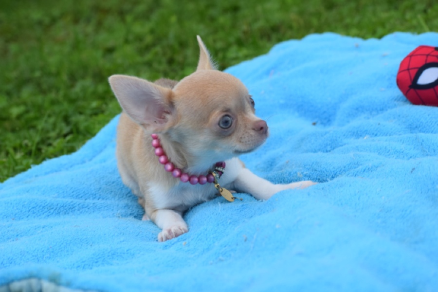 Chihuahua (teef) 54025
