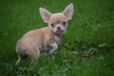 Chihuahua (teef) 54025