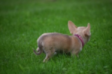 Chihuahua (teef) 54025