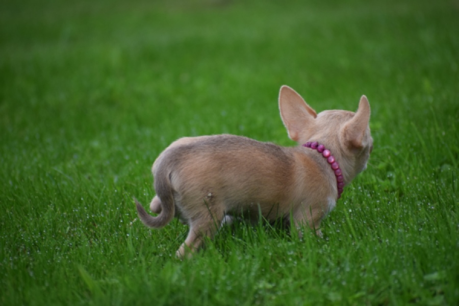 Chihuahua (teef) 54025