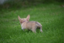 Chihuahua (teef) 54025