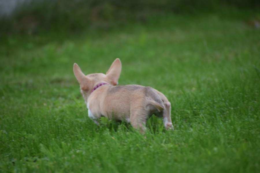 Chihuahua (teef) 54025
