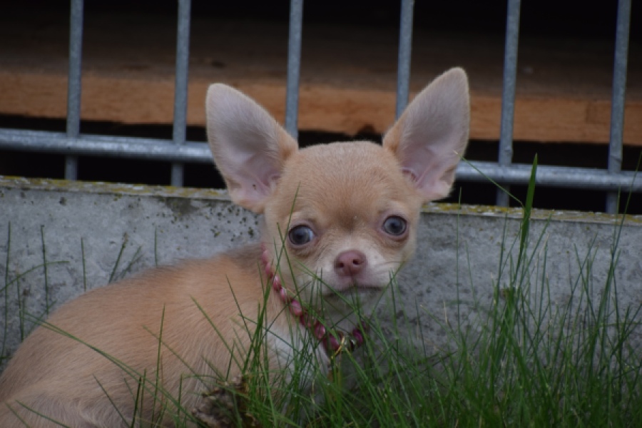 Chihuahua (teef) 54025