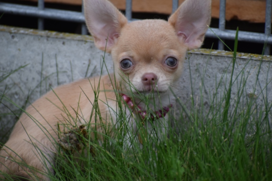 Chihuahua (teef) 54025
