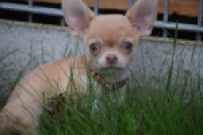 Chihuahua (teef) 54025