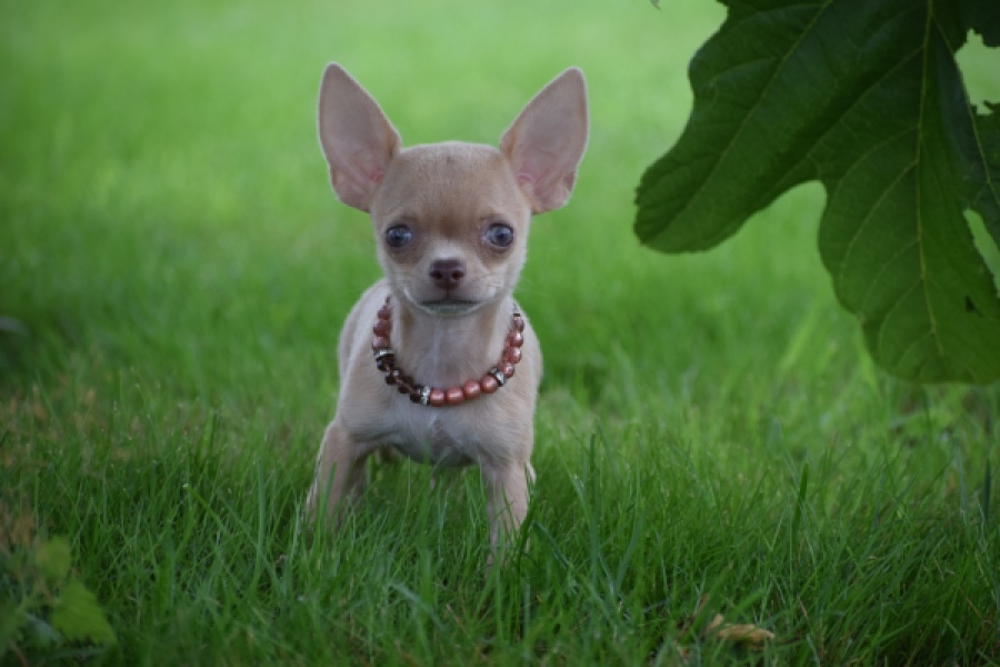 Chihuahua (teef) 54021