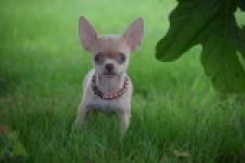 Chihuahua (teef) 54021