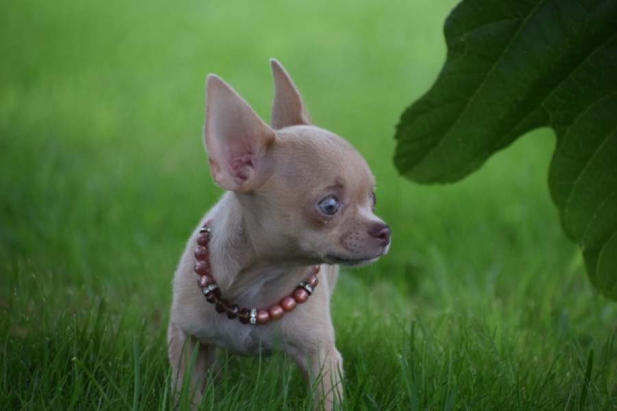 Chihuahua (teef) 54021