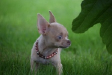 Chihuahua (teef) 54021