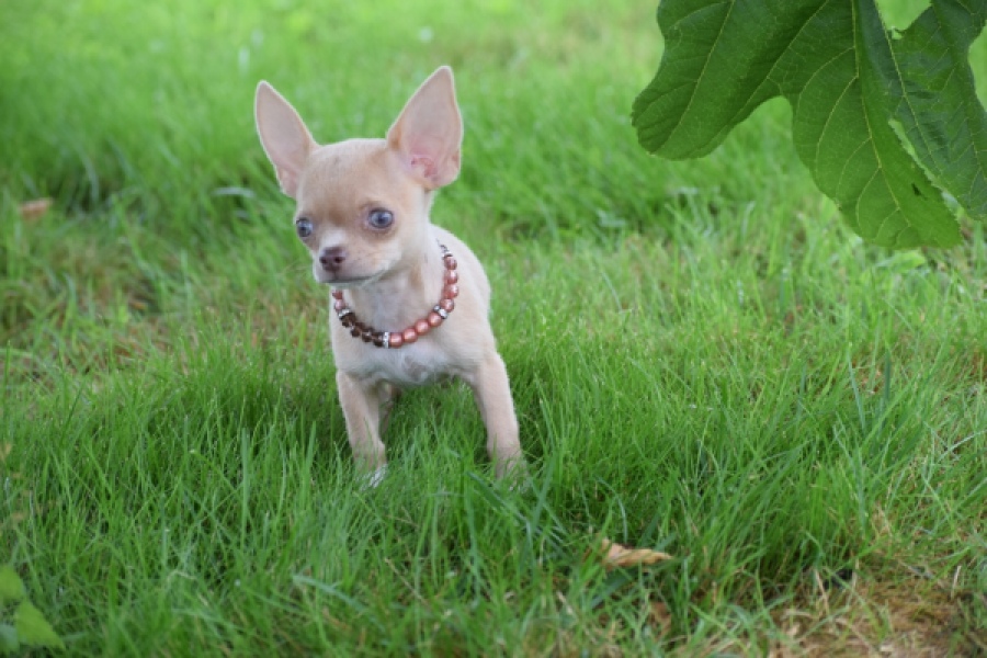 Chihuahua (teef) 54021