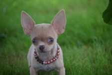Chihuahua (teef) 54021