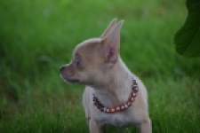 Chihuahua (teef) 54021