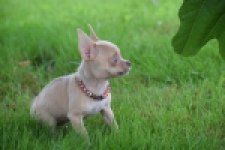 Chihuahua (teef) 54021