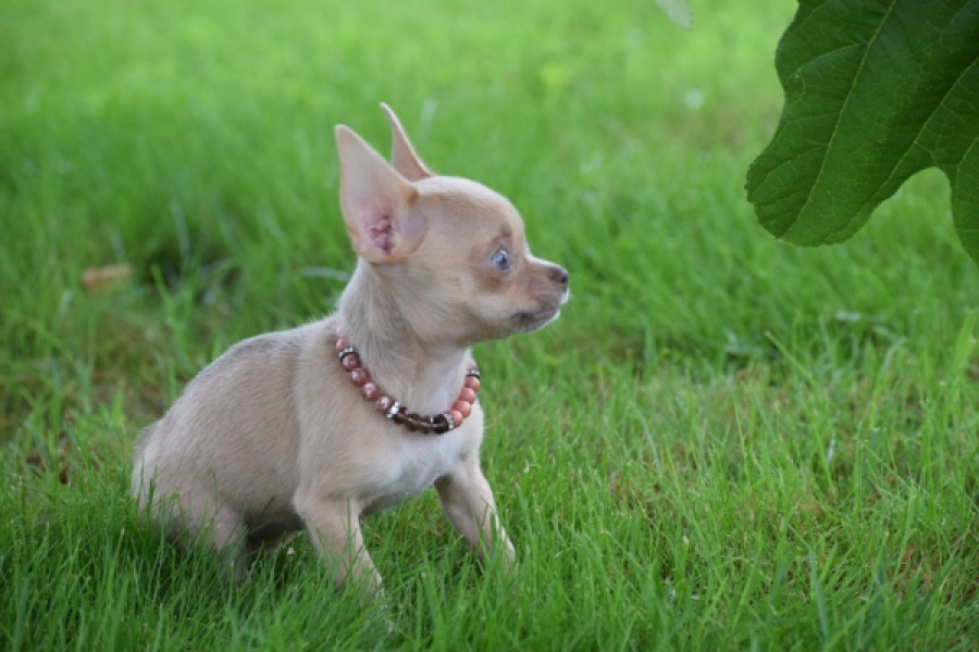 Chihuahua (teef) 54021
