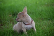 Chihuahua (teef) 54021