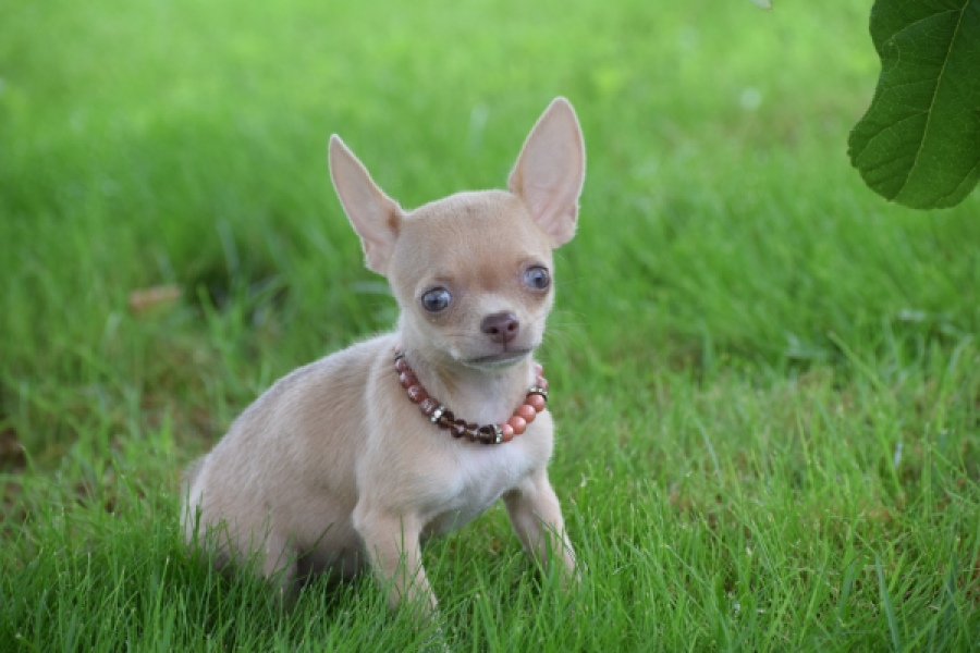 Chihuahua (teef) 54021