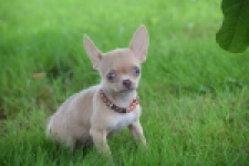 Chihuahua (teef) 54021