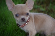 Chihuahua (teef) 54021