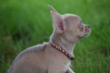 Chihuahua (teef) 54021