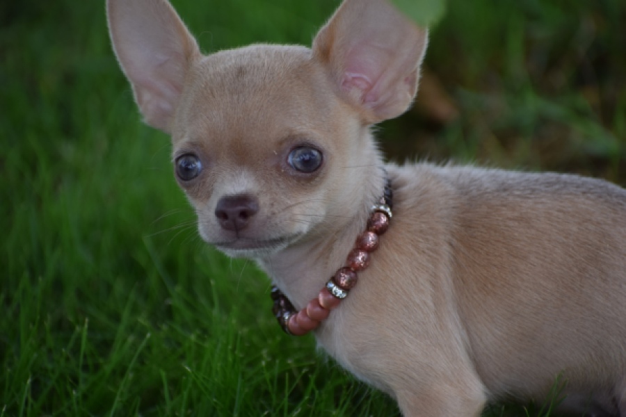 Chihuahua (teef) 54021