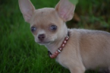 Chihuahua (teef) 54021