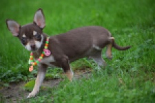 Chihuahua (reu) 53972