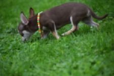 Chihuahua (reu) 53972