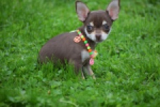 Chihuahua (reu) 53972