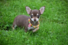 Chihuahua (reu) 53972