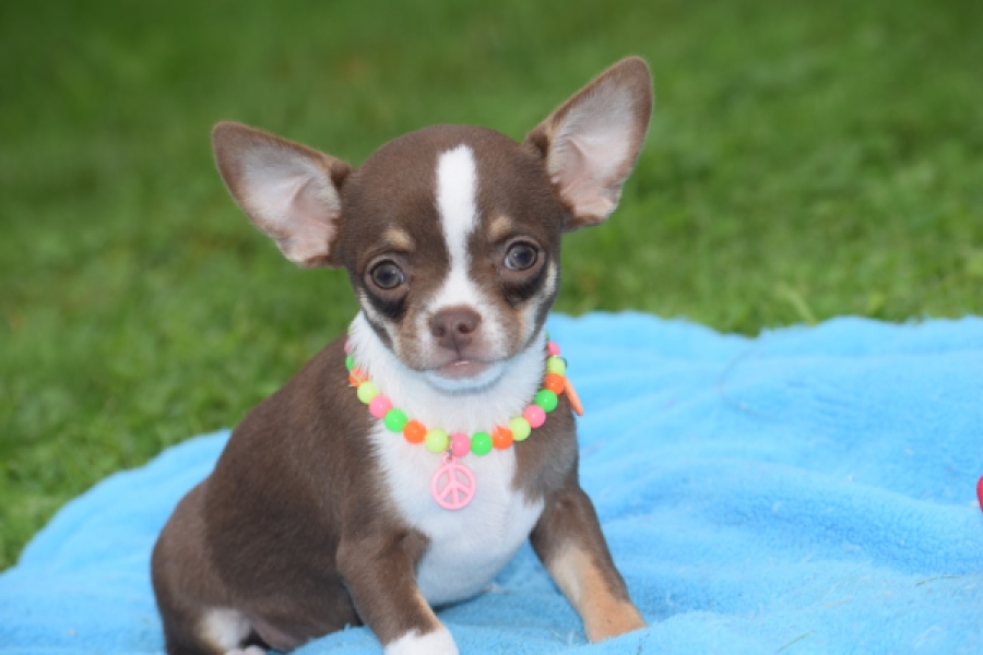 Chihuahua (reu) 54017