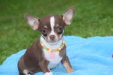 Chihuahua (reu) 54017