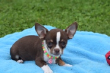 Chihuahua (reu) 54017