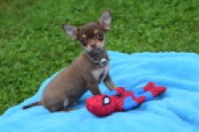 Chihuahua (reu) 54009