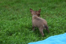 Chihuahua (reu) 54009