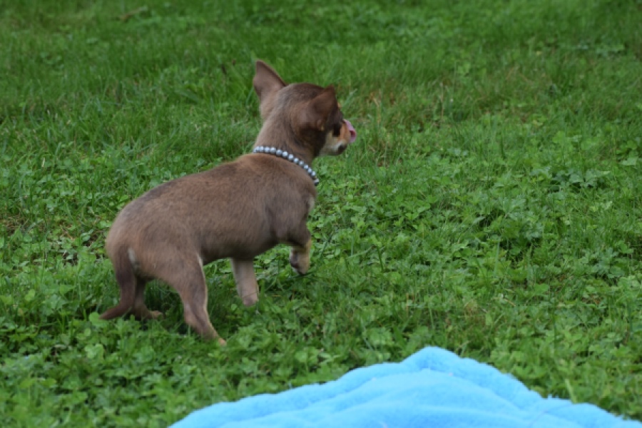 Chihuahua (reu) 54009