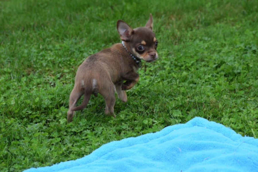 Chihuahua (reu) 54009