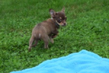 Chihuahua (reu) 54009