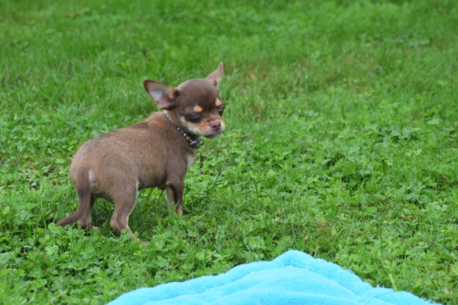 Chihuahua (reu) 54009