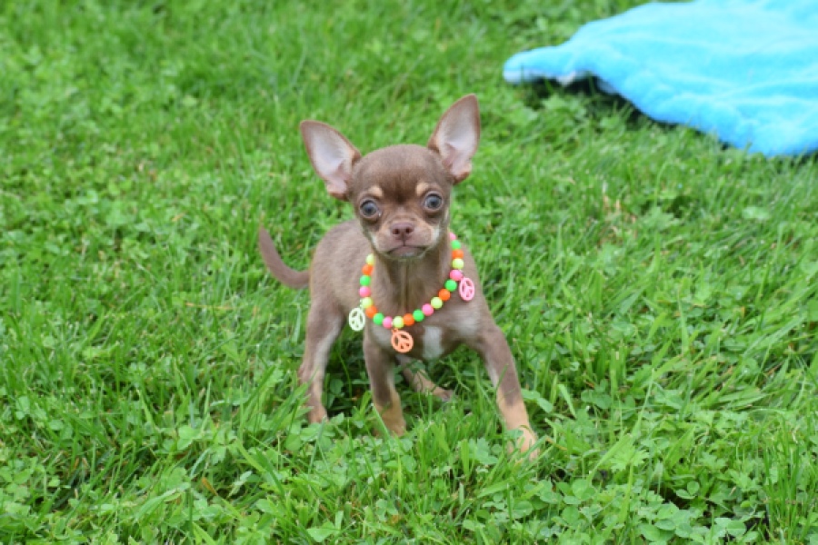 Chihuahua (reu) 54014