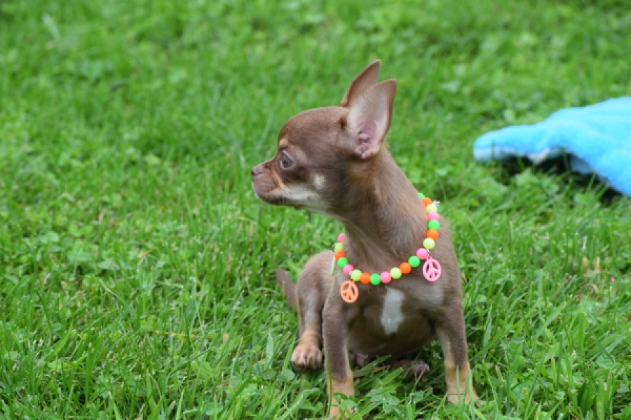 Chihuahua (reu) 54014