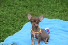 Chihuahua (reu) 54014