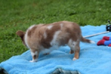 Chihuahua (reu) 54010