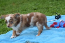 Chihuahua (reu) 54010