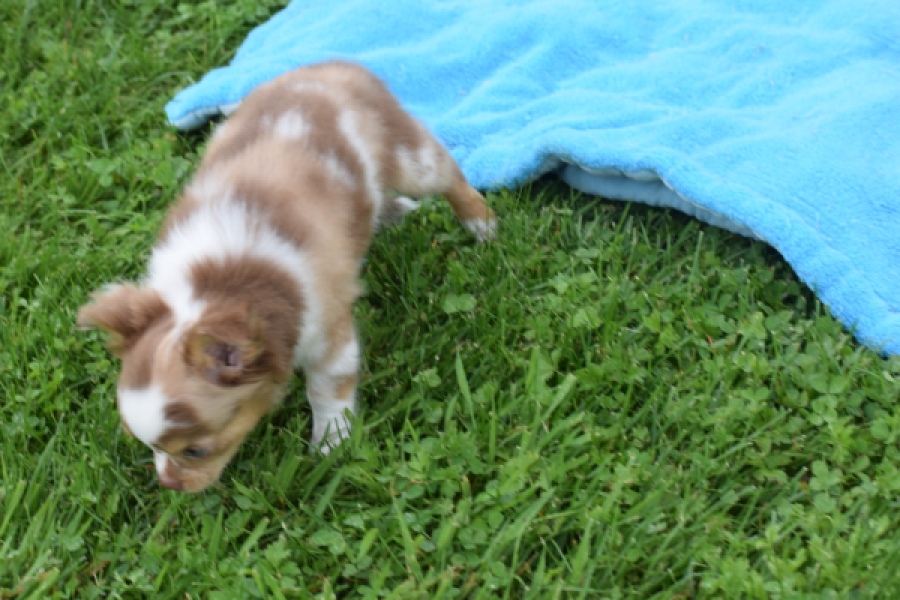 Chihuahua (reu) 54010